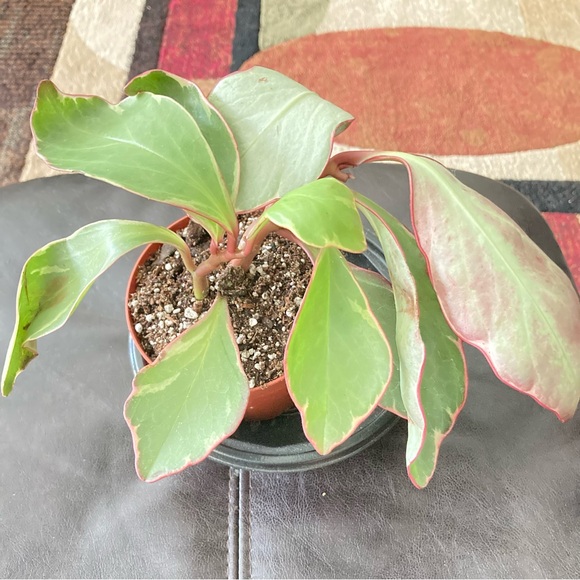 Peperomia clusiifolia Ginny plant - Picture 1 of 6